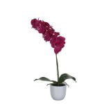 Orchidee-3445