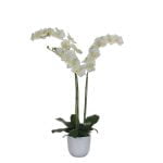 Two-stemmed orchid-3449