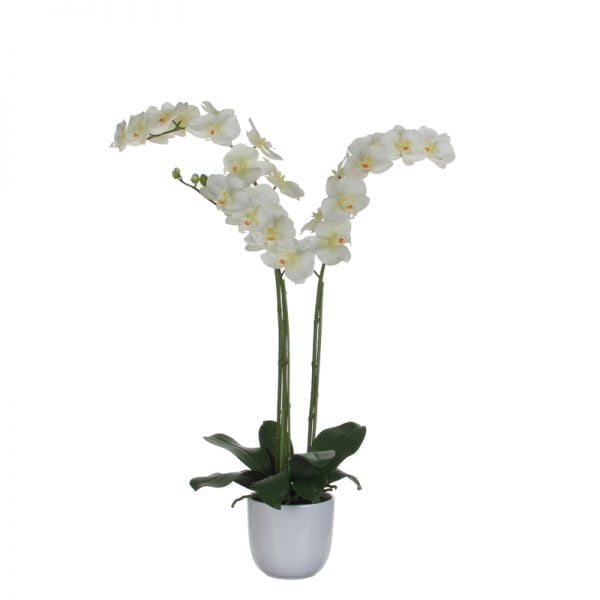 Orchidee - 2 StÃ¤mme-3449