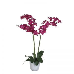 Two-stemmed orchid-0